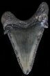 Glossy, Serrated, Angustidens Tooth - Megalodon Ancestor #52984-1
